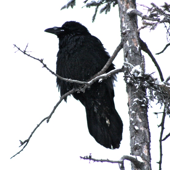 raven bird