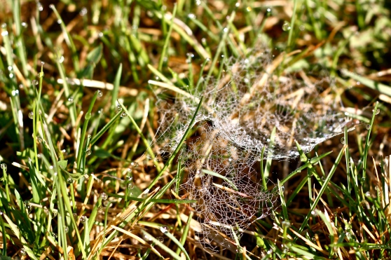 Grass Web